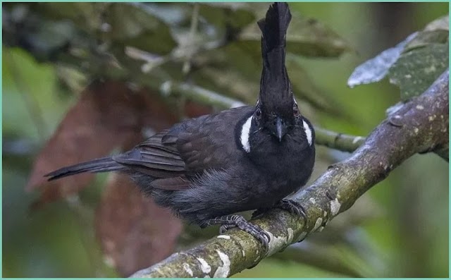 Cara Merawat Burung Cililin Agar Lebih Gacor