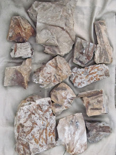 Plant fossils we found near Fort Peck, Montana