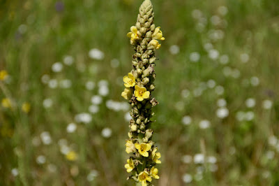 mullein stalk with flowers: mid-July