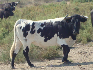 Touro preto e branco em Sant Carles de La Rápita