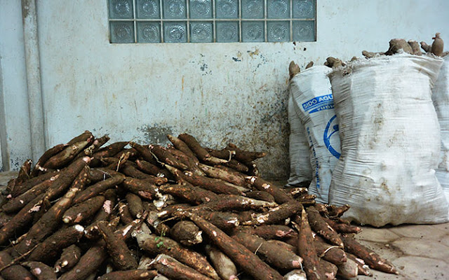 Singkong, bahan baku pembuatan Getuk