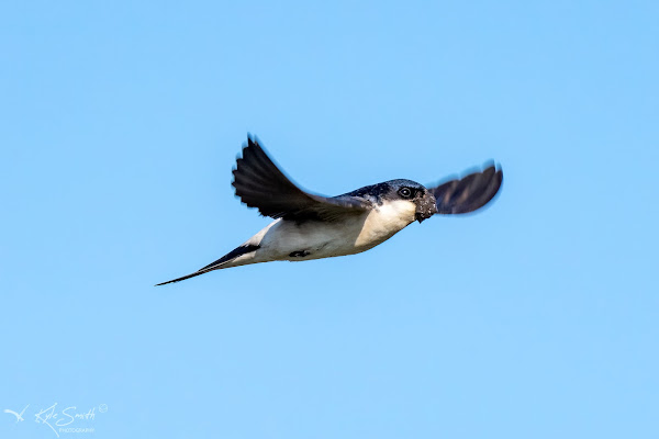 House martin