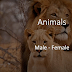 ESL Animals male & female