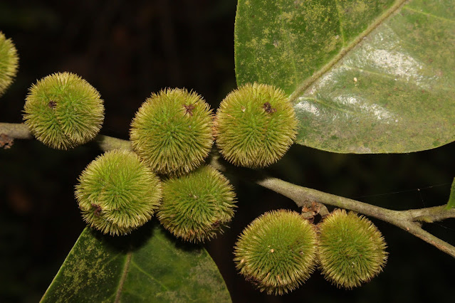 Chaetocarpus castanicarpus