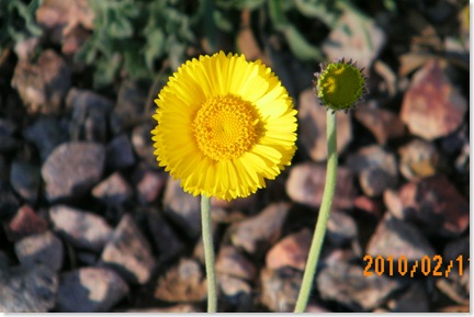 the rains have brought out early blooms