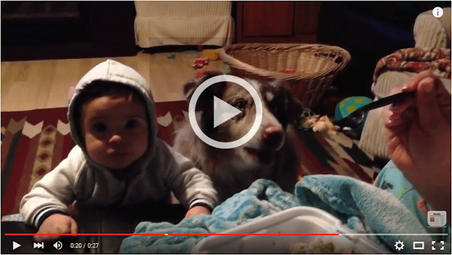a talented dog that said “mama” instead of the kid!