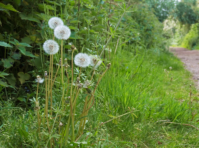 Intimate landscape of dandelion heads besides path