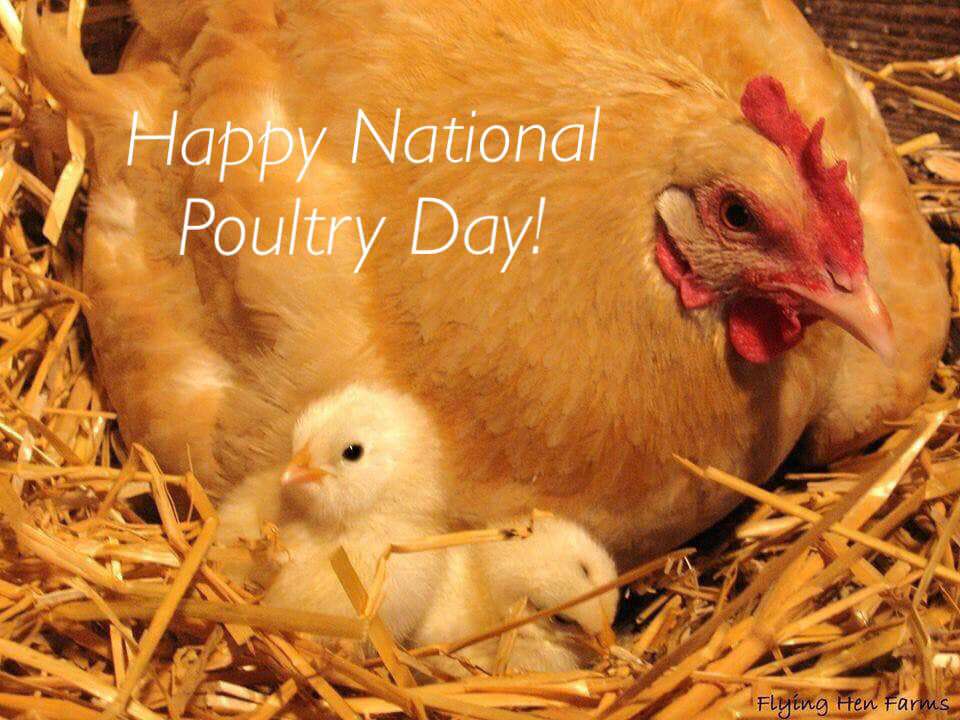 National Poultry Day Wishes Photos