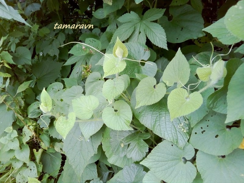 Тладианта сомнительная (Thladiantha dubia)