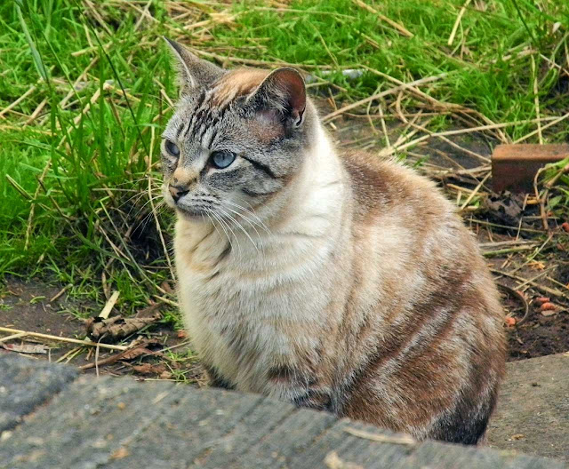 Fran the Siamese former feral cat is a hero