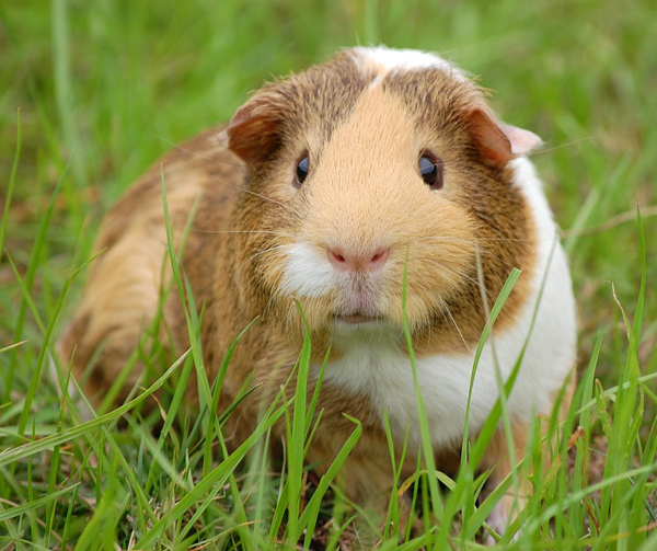 guinea pig, guinea pigs, about guinea pig, guinea pig farming, guinea pig farms, guinea pig rearing, raising guinea pig, guinea pig farming guide, guinea pig farming business