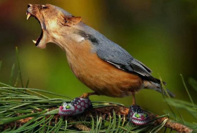 Blogger kecil: gambar burung aneh tapi lucu, pict ]