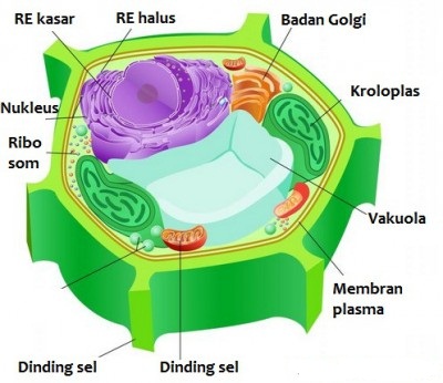 Tabel Perbedaan Sel Hewan dan Sel Tumbuhan 