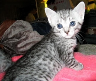 EGYPTIAN MAU cat