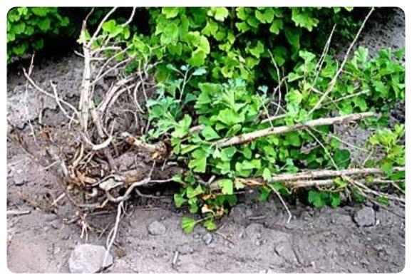 Ginkgo biloba Root