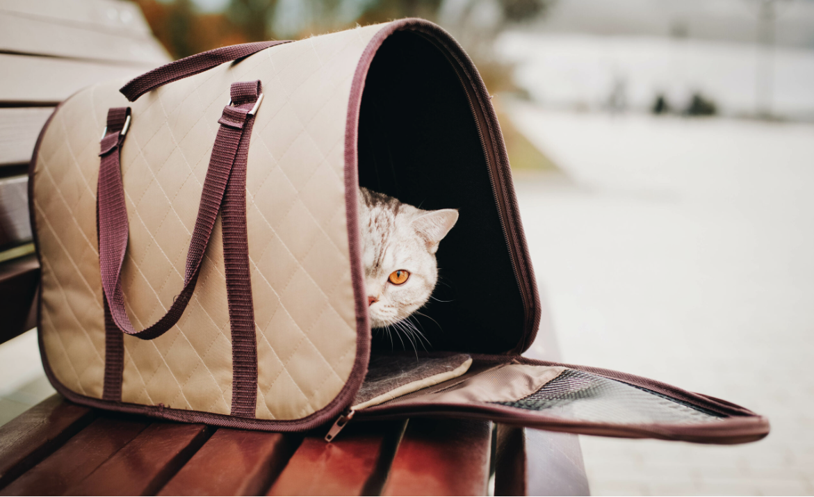 10 Best Cat Carriers, Tested by Experts and Approved by Cats 2024