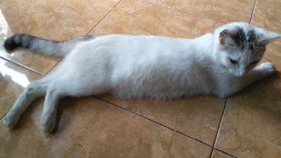 Kucing putih