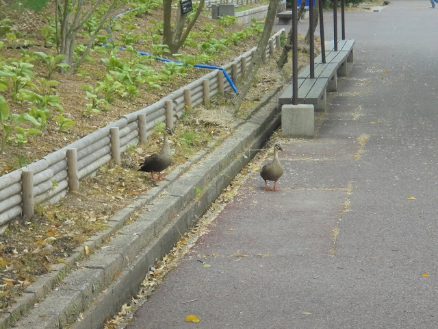 東郷湖羽合臨海公園あやめ池公園のカモ