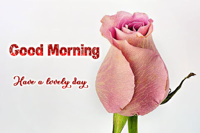 love good morning rose images