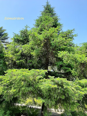 Ель аянская / Ель иезская (Picea ajanensis, =Picea jezoensis)