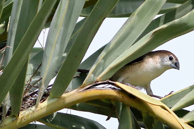 Indian Silverbill