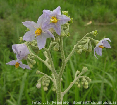 Tabaquillo (Solanum riparium) flores