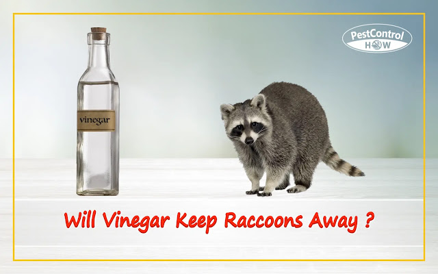 will-vinegar-keep-raccoons-away