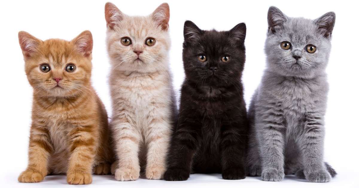 Gambar Kucing Comel dan Manja (Anak Kucing Lucu dan Paling ...