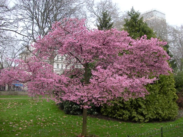 Flowering Cherries