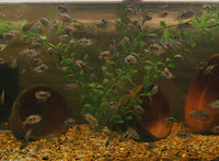 Young Convict Cichlids