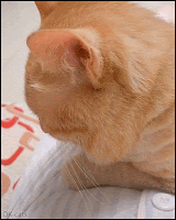 Funny Cat GIF • Suddenly... huge nap attack! cat.exe has stopped working. Good night kitty, sweet dreams