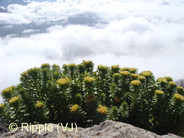 SHRIKHAND MAHADEV: Bunch of wild flowers very close to the cloud line on way to Shrikhand Mahadev