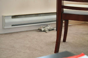 Funny cats - part 94 (40 pics + 10 gifs), cat pictures, kitten sleeps under the heater
