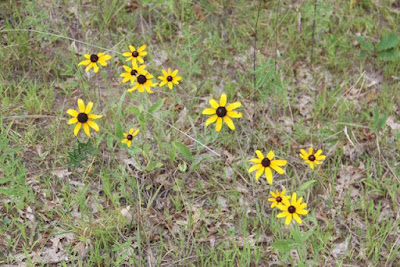 black-eyed susans