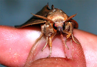 Muita gente tem verdadeira aversão à mariposas, e isso apenas por se tratar de um inseto e pelos mitos e lendas que as rodeiam. Imaginem então, sabendo que algumas delas são verdadeiras vampiras e que podem nos atacar ?!! Assista ao vídeo no fim da postagem e veja essa criatura macabra em ação. 