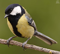 Carbonero común (Parus major) 