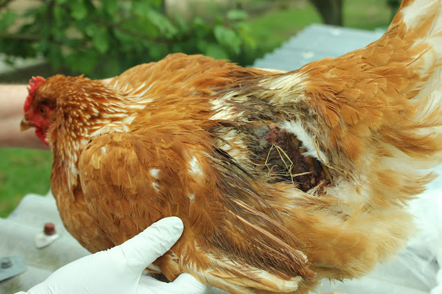 treating a wound on a hen with natural organic ingredients