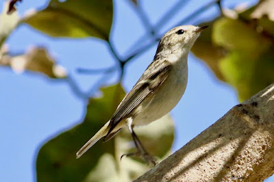 Hume's Warbler   Phylloscopus humei