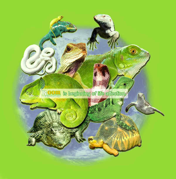 蔡老师的生物天地 爬行动物 Reptilia 蔡老师的生物天地 爬行动物 Reptilia