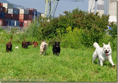 DSC_0178 - Copy
