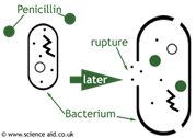 penicillin