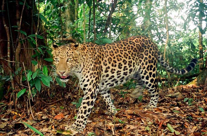 THE ANIMAL  WILDLIFE MACAN  TUTUL JAWA java leopard 