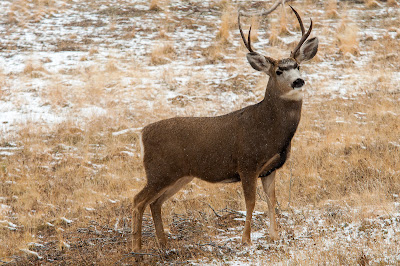 Mule deer buck