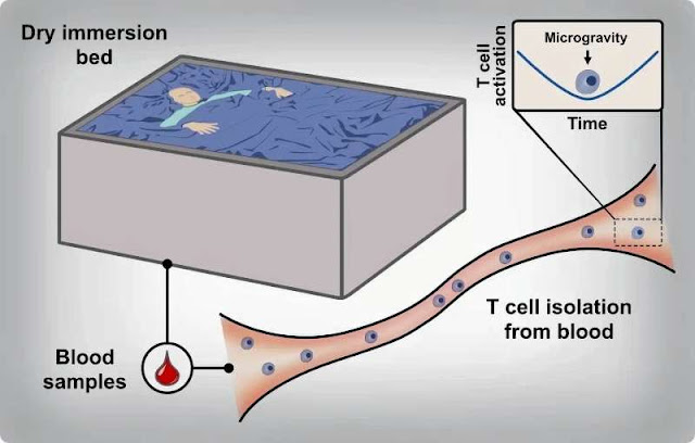 Imagen de una célula T