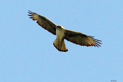 "Bonelli's Eagle - Aquila fasciata, inflight from below."