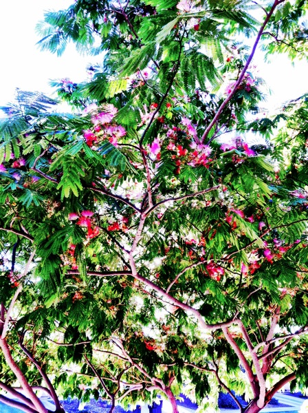 Mimosa
