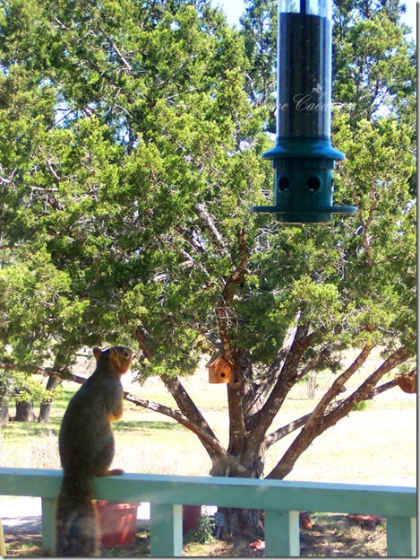 Squirrel_LookingatFeeder
