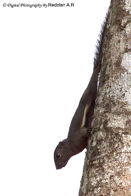 Tupai Plantain Squirrel Callosciurus notatus 