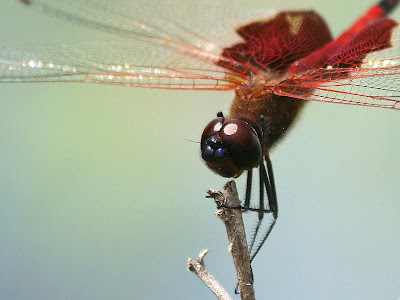 Carolina saddlebags