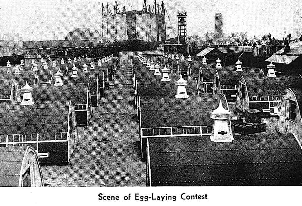 a photograph of little hen houses at the 1939 World's Fair, scene of Egg-Laying Contest